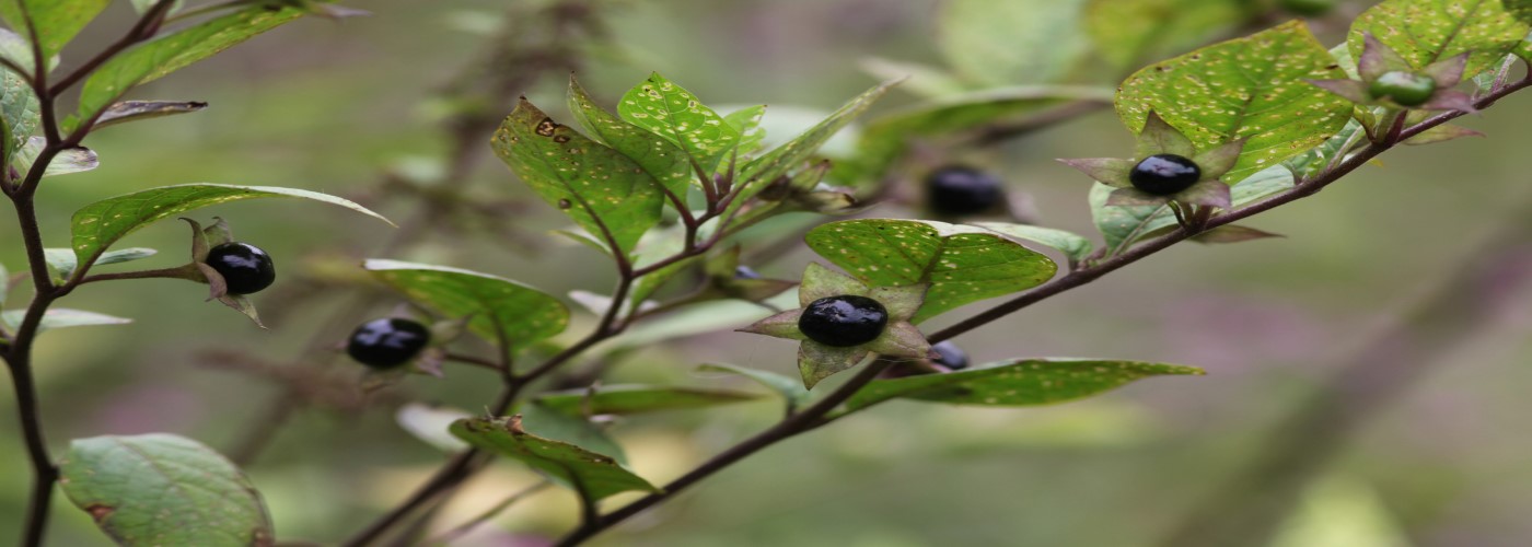 Belladonna