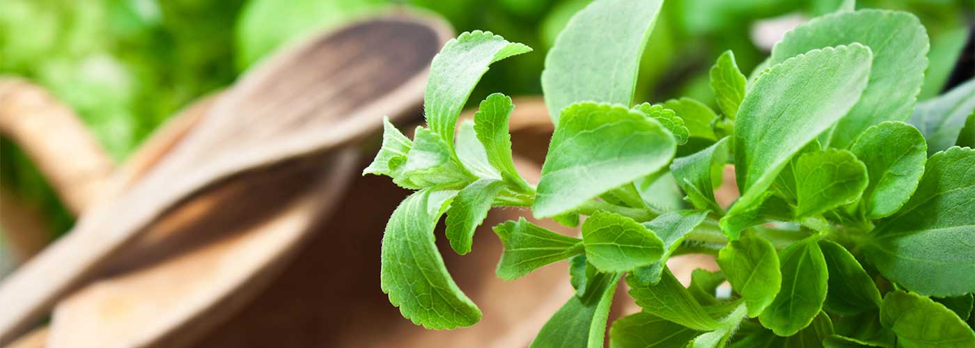 Stevia