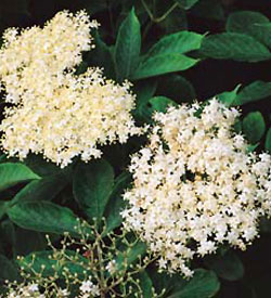 Laks a la hyldeblomst